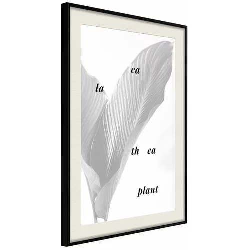  Poster - Calathea Leaves 40x60