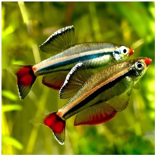  tanichthyts albonubes - tanitis Cene