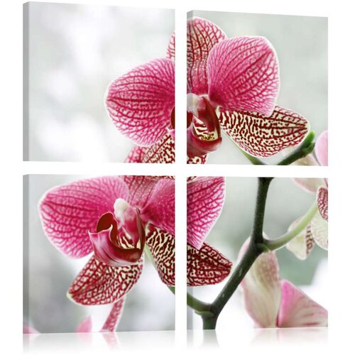  Slika - Fancy orchid 80x80 Slike