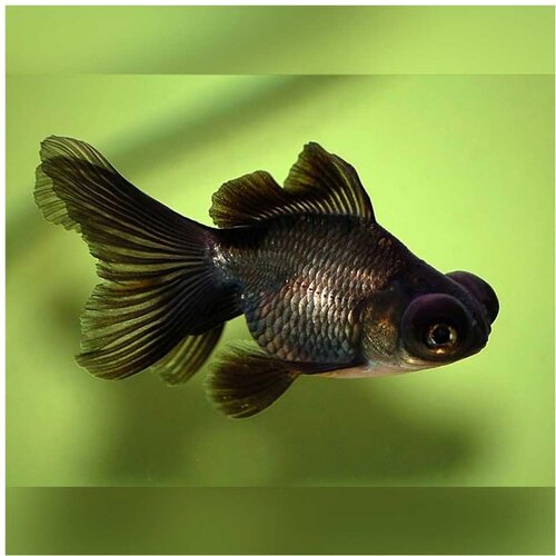 Akvarijum Centar Carassius auratus - Japanka teleskop Cene