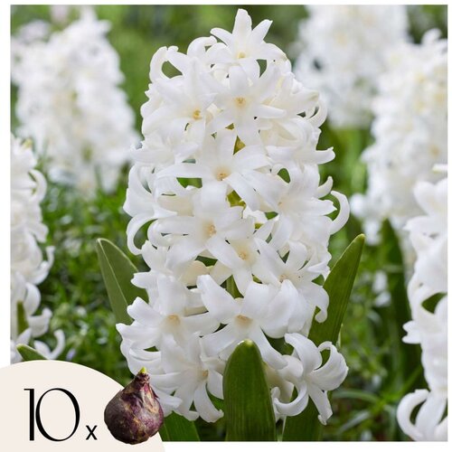 Plant in a Box Hijacint - 10 kos - Hyacinthus &amp;#039;Carnegie&amp;#039; - Cvetne čebulice - Pamet, (21755705) Slike
