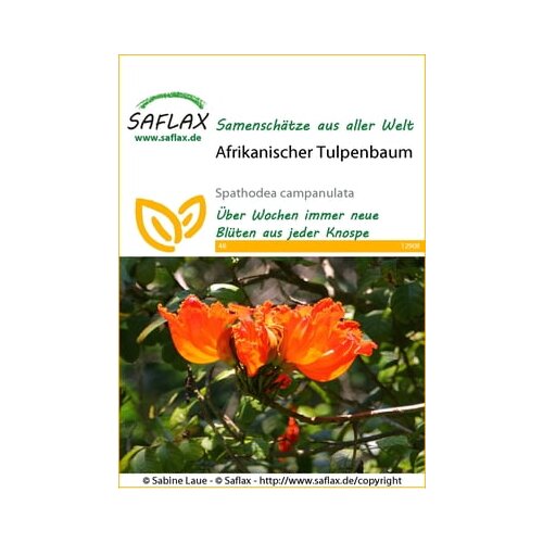  Afriški tulipanovec Cene