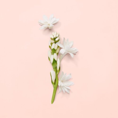 Gucci Bloom parfumska voda za ženske 50 ml Slike