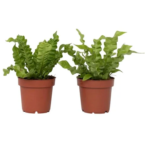 Plant in a Box gnezdnati sršaj - 2 kos - asplenium nidus 'crispy wave' - višina 25-40cm - ⌀12cm, (21758029)