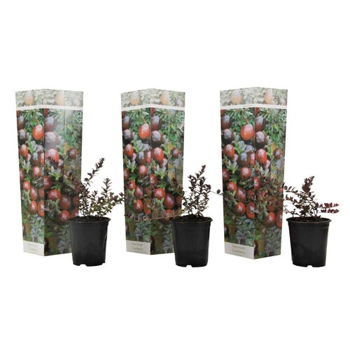 Plant in a Box ameriška brusnica - 3 kos - vaccinium 'cranberry' - višina 10-20cm - ⌀9cm, (21757472) Cene
