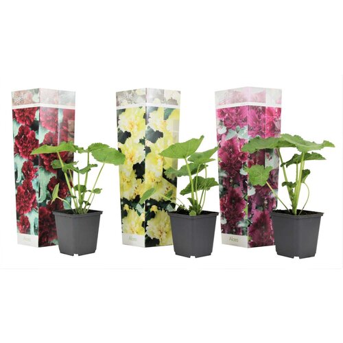 Plant in a Box rožlin - 3 kos - alcea rosea - višina 25-40cm - ⌀9cm, (21757398) Cene