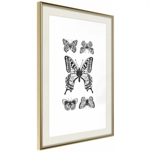  Poster - Butterfly Collection IV 30x45