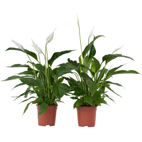 Plant in a Box spatifil - 2 kos - spathiphyllum 'lima' - višina 60-75cm - ⌀17cm, (21757927) Cene