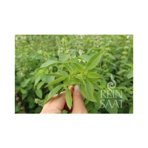 ReinSaat Zeli&amp;scaron;če &amp;quot;Thai Lemon Basil&amp;quot; Slike