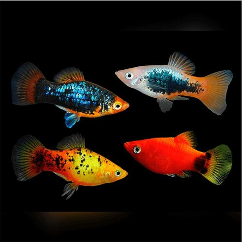 Akvarijum Centar Xiphophorus maculatus var. - Plati mix Cene