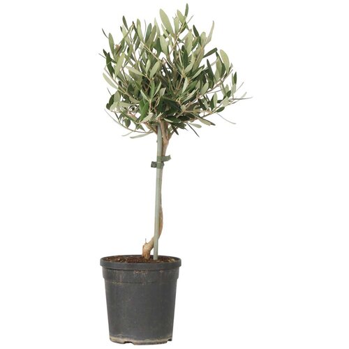 Plant in a Box oljka - olea europaea - vi&amp;scaron;ina 45-55cm - ⌀14cm, (21757617) Slike
