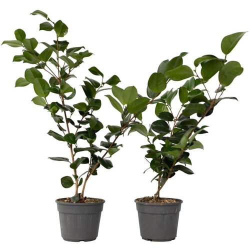 Plant in a Box japonska kamelija - 2 kos - camellia japonica 'lady campbell' - V50-60cm - ⌀15cm, (21757545) Cene