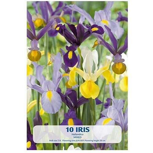  Cvjetne lukovice Perunika Hollandica (Mje&amp;scaron;ane boje, Botanički opis: Iris) Slike