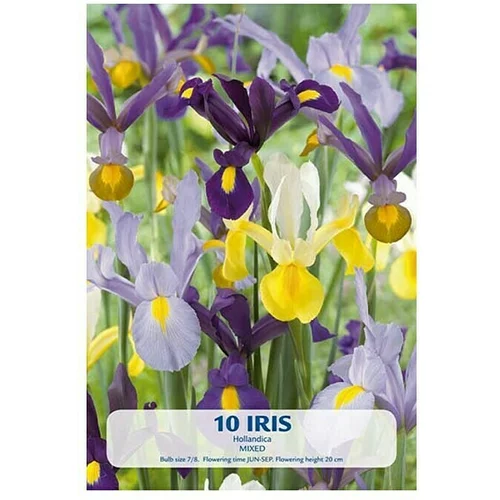  Cvjetne lukovice Perunika Hollandica (Mješane boje, Botanički opis: Iris)