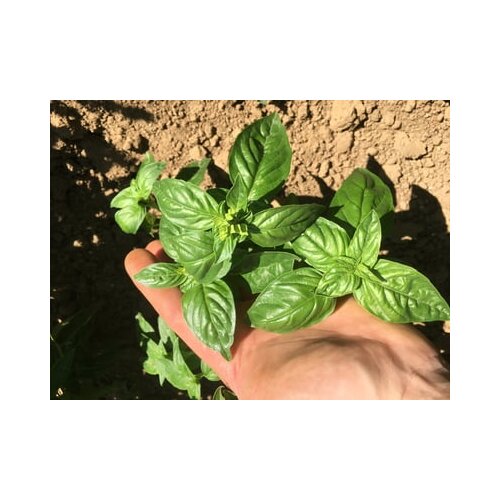 Culinaris Bio bazilika Sofia Slike