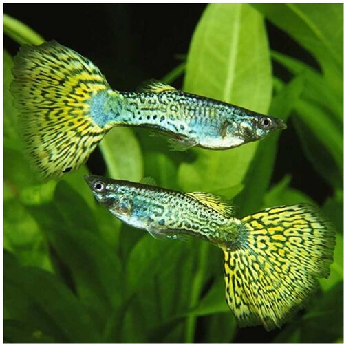 Akvarijum Centar green cobra guppy Cene