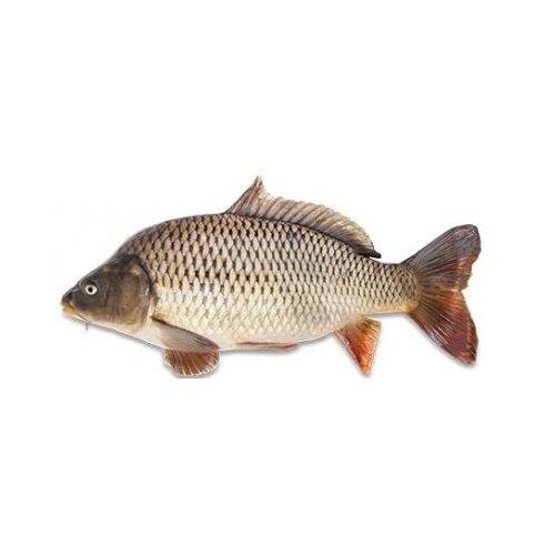 Nepoznato Šaran 1kg Cene