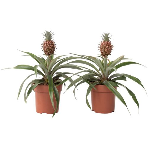 Plant in a Box ananas - 2 kos - ananas comosus 'mi amigo' - višina 35-45cm - ⌀12cm, (21758118) Cene