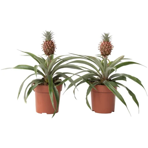 Plant in a Box ananas - 2 kos - ananas comosus 'mi amigo' - višina 35-45cm - ⌀12cm, (21758118)