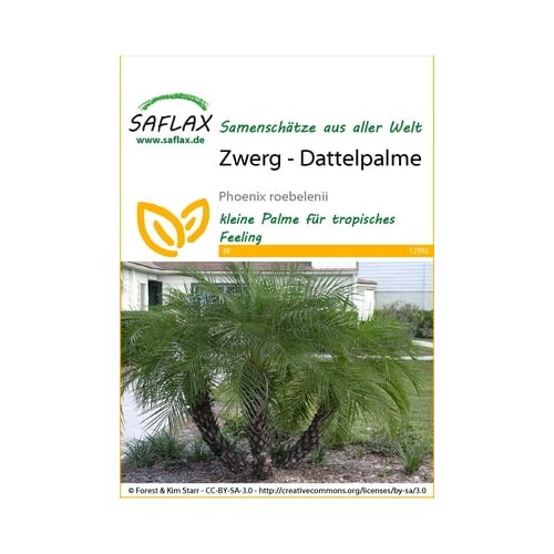 Saflax Pritlikava datljeva palma Cene