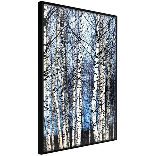  Poster - Winter Birch Trees 20x30