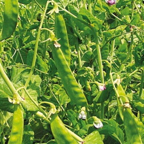 Kokopelli Bio visoki sladkorni grah "G&eacute;ant Suisse" - 60 g Cene