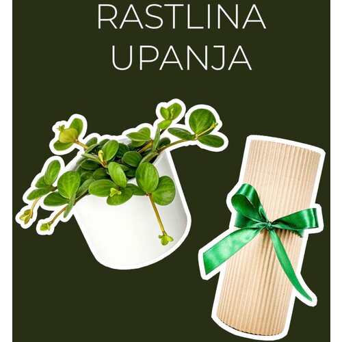Dzungla plants rastlina upanja (peperomia hope) Cene