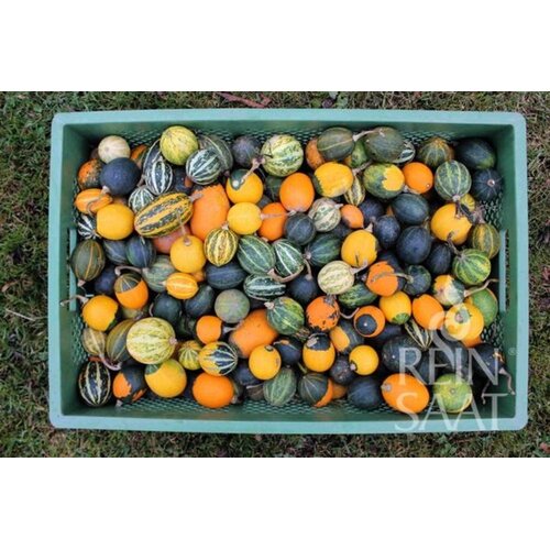 ReinSaat Bučka "Goblin Eggs" - 20 zrn. Cene