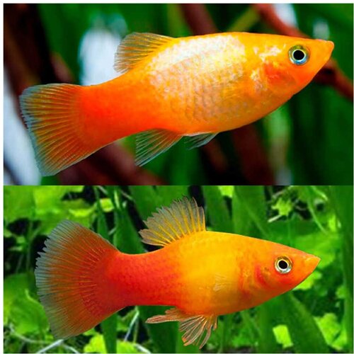 Akvarijum Centar sunset platy Cene