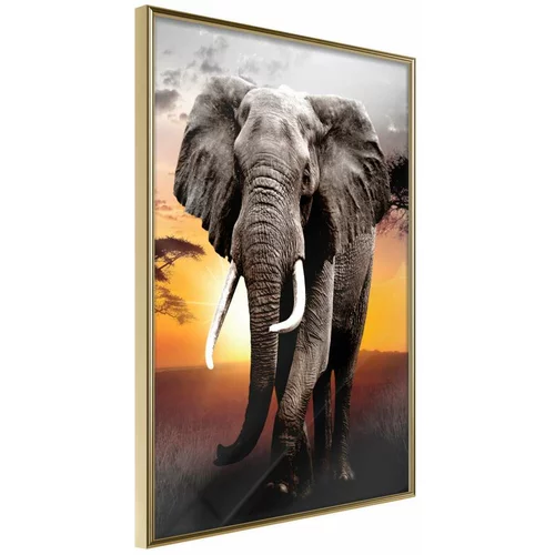  Poster - Majestic Elephant 20x30