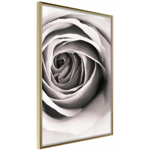  Poster - Structure of Petals 40x60