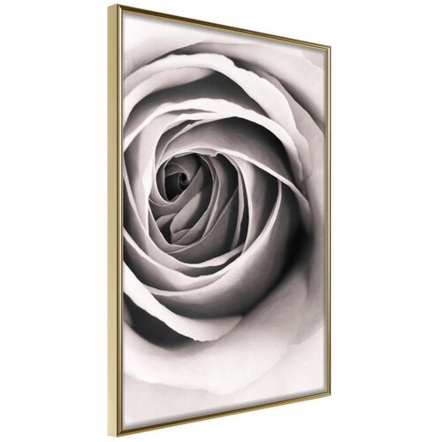  Poster - Structure of Petals 40x60 Cene