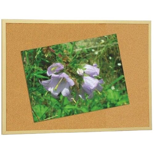 Faibo pluto ploča Economic s drvenim okvirom 60 x 120 cm 607-4 Slike