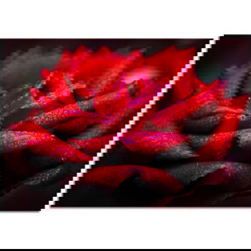 Pintdecor Zidni ukras Rosa in rosso Cijene