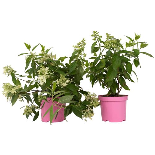 Plant in a Box hortenzija - 2 kos - hydrangea paniculata 'confetti' - višina 25-40cm - ⌀19cm, (21757690) Cene