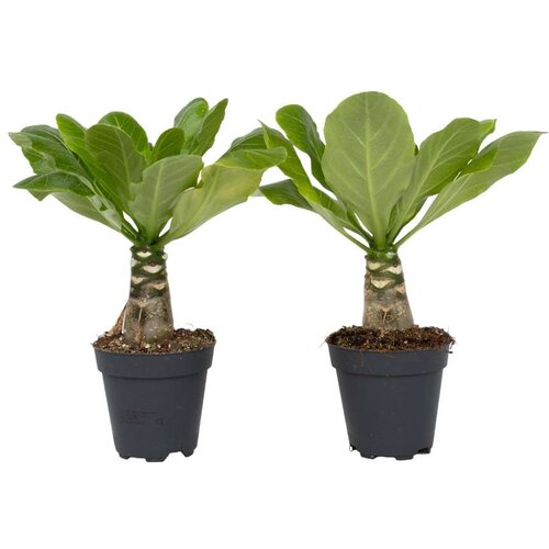 Plant in a Box Havajska palma - 2 kos - Brighamia 'Insignis' - Višina 25-35cm - ⌀12cm, (21757998) Cene