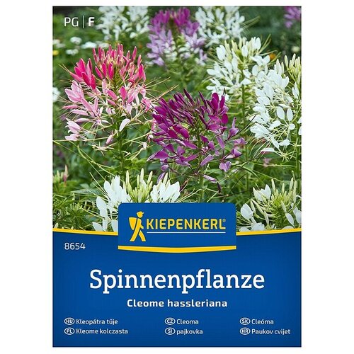 KIEPENKERL Me&scaron;ana cvetlična semena Pajkovka (Cleome hassleriana, Večbarvna) Cene