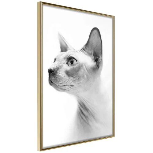  Poster - Sphinx 30x45