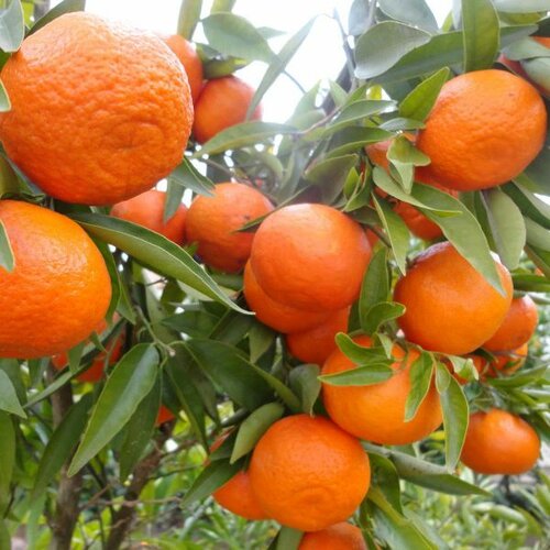  mandarina - c2 l - 50/60 cm Cene