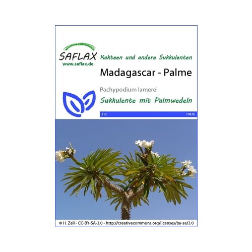 Saflax Palma - Madagaskar Cene