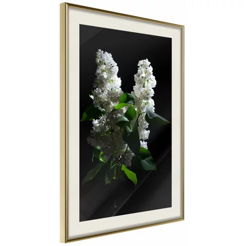  Poster - White Lilac 30x45