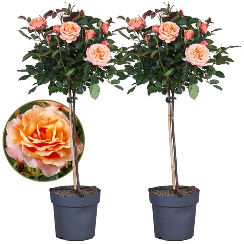 Plant in a Box Rose drevo - 2 kos - Rosa palace 'Catherine' - Višina 80-100cm - ⌀19cm, (21757646) Cene