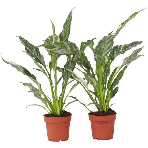 Plant in a Box spatifil - 2 kos - spathiphyllum 'diamond' - višina 40-50cm - ⌀12cm, (21758125) Cene