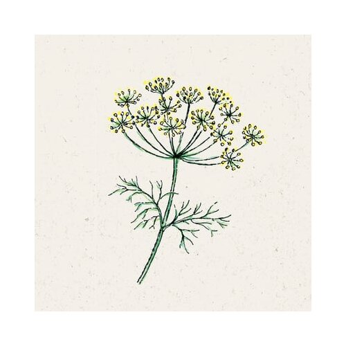 Jora Dahl Anethum Graveolens - navadni koper Cene