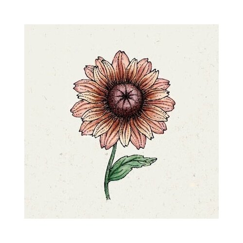 Jora Dahl Rudbeckia &amp;quot;Sahara&amp;quot; - ameri&amp;scaron;ki slamnik Slike