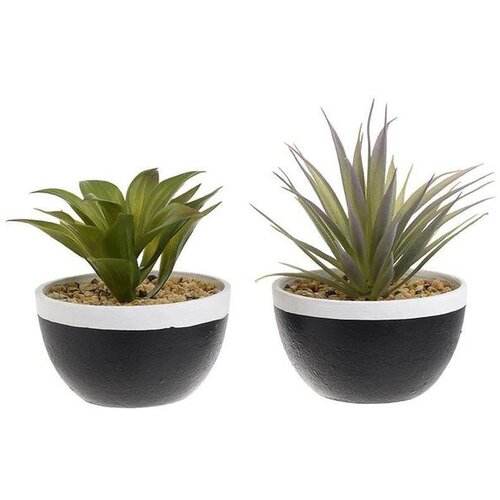  SUKULENT 11*13CM SORTO Cijene