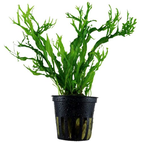 Rainforest Microsorum pteropus windelov Cene