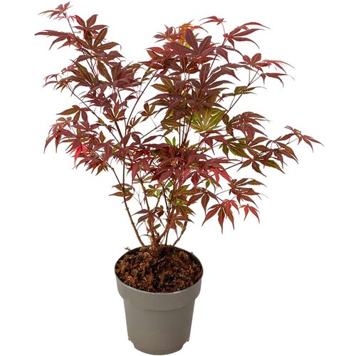 Plant in a Box japonski javor - acer palmatum 'atropurpureum' - višina 35-55cm - ⌀15cm, (21814287) Cene