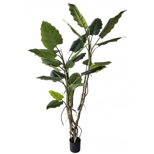  CVIJEĆE ALOKASIJA 150CM U SAKSIJI 0173038 Slike