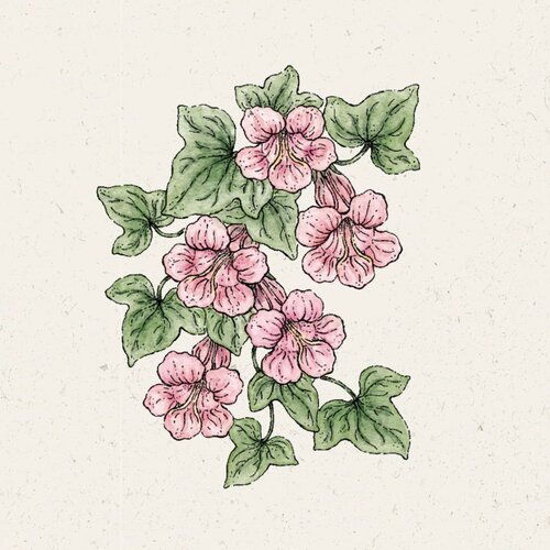 Jora Dahl Asarina "Mystic Rose" - 1 pkt. Cene